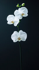 Elegant white orchid blossom stands out vividly against a deep black background, highlighting delicate petals and natural beauty. Minimalistic, serene floral image with ample caption space on the side