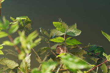 Summer Like leaf and silent Background 