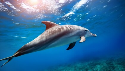 Obraz premium underwater photography of a dolphin swimming gracefully snorkeling concept copy space