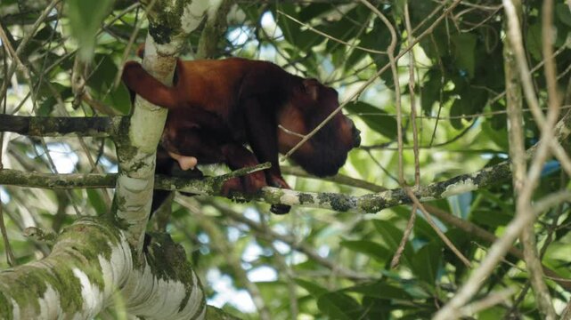 Tropical Wildlife Scene: Howler Monkey Howling &ndash; La Macarena, Colombia