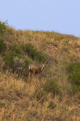 Deer on a hillside