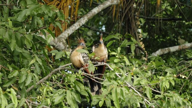 Tropical Hoatzins with Crests in Jungle Foliage &ndash; La Macarena, Colombia