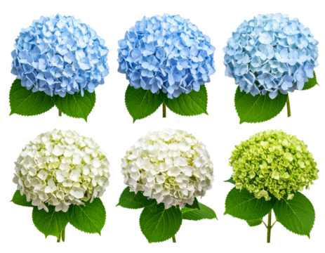 Hydrangeas with Full, Round Blooms Creating a Beautiful Floral Display isolated on transparent background
