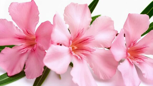 Close-up of delicate, pink oleander blossoms with red striations and green leaves on a bright white background, showing soft petals and gentle form.