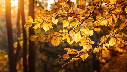 yellow autumn leaves on tree branches in a sunny forest