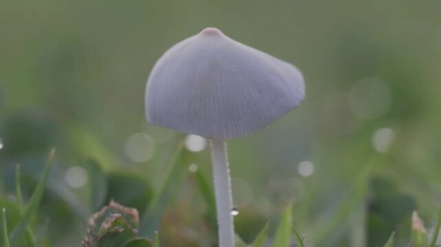Tokyo, Japan - June 21, 2025: Closeup of a cap of Parasola plicatilis or pleated inkcap on lawn
