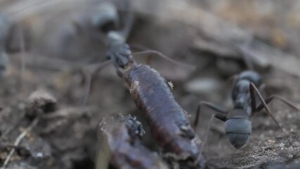 Tokyo, Japan - June 21, 2025: Ants are trying to move a dead earthworm
