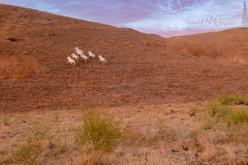 A herd of wild horses gallops across a golden hillside in San Juan Bautista, California, USA. The...
