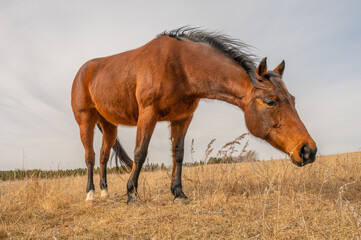 Brown horse feeding in open dry field