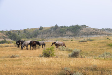 Fototapeta premium Wild horses at Theodore Roosevelt National Park, North Dakota