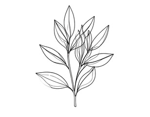 Minimalist monoline botanical illustration, transparent background