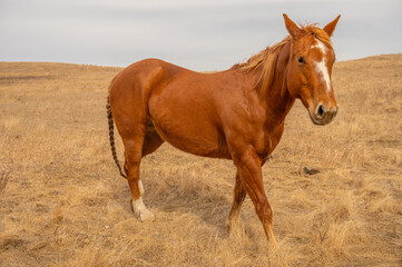Chestnut horse with braided tail standing on dry prairie