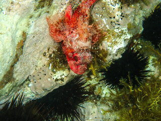 Ocean blue underwater with sunrays, Underwater Sea Deep Water Abstract Sunshine, sea wave , clean waters in summer time, Natural underwater seascape, sand on ocean floor and water surface with sunligh