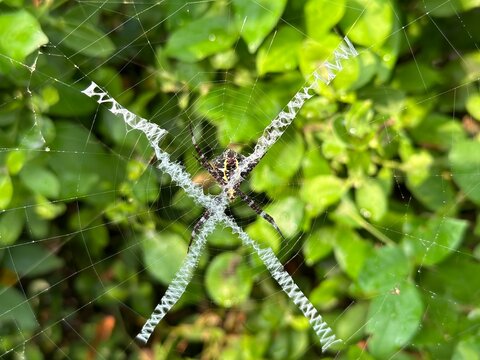 Colorful spider sitting on a symmetrical web with green foliage background