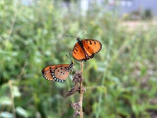 Two orange butterflies perched on a dry stem in a green meadow © Muji