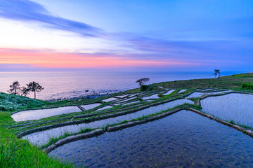 日没後の初夏の白米千枚田　石川県輪島市　Shiroyone Senmaida rice fields in early...