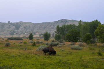 Fototapeta premium Bison in a meadow