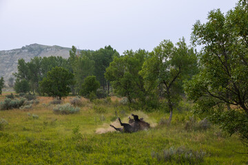 Bison rolling in the dirt in a meadow