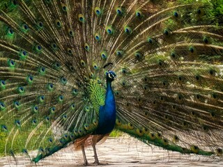 Peacock. Bird with beautiful Peacock’s feathers. 