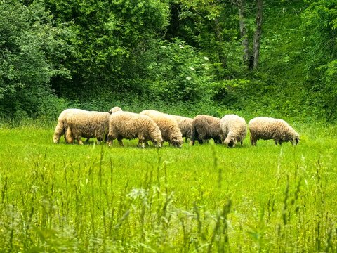 A small flock of sheep graze in a meadow