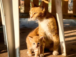 A cute little kitten cuddles with its mother. Mother's love and care