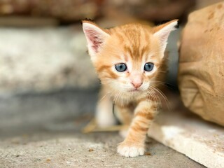 Baby Cat. A small, sweet yellow cat.. 