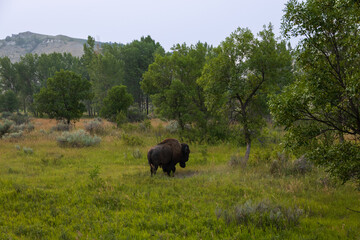 Bison in a meadow