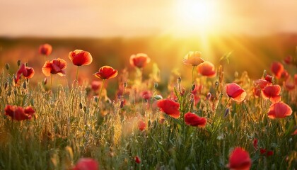 beautiful spring background with wild meadow grass and flowering poppy flowers in the rays of sunset
