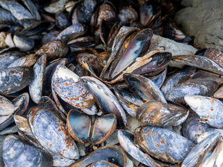 Empty Purple Clam Shells on the Pebble Beach in Port-menier, on the Island of Anticosti, Quebec,...