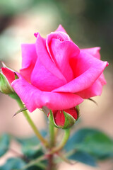 Red rose and leaves in garden