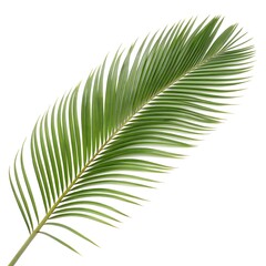 Obraz premium Feather-Shaped Palm Leaf Isolated – High-Resolution Botanical Image on White Background