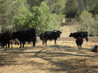 Herd of black and brown Mallorcan breed cows, calves and bulls on rustic zoo plot among nature...