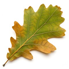 Fototapeta premium Oak Leaf Isolated – High-Resolution Botanical Image on White Background