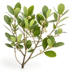 Coca Plant (Erythroxylum Coca) Isolated &ndash; Botanical Illustration on White Background