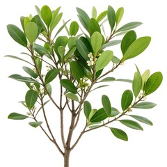 Coca Plant (Erythroxylum Coca) Isolated &ndash; Botanical Illustration on White Background