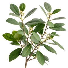 Coca Plant (Erythroxylum Coca) Isolated &ndash; Botanical Illustration on White Background