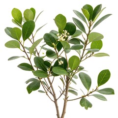 Coca Plant (Erythroxylum Coca) Isolated &ndash; Botanical Illustration on White Background