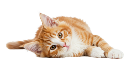 Ginger Kitten Lying Down Relaxing on White Background