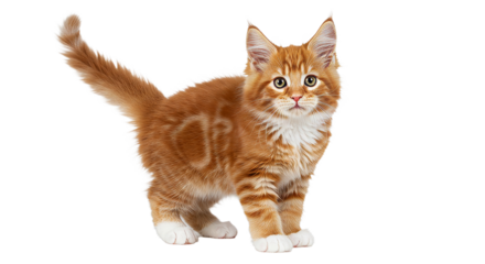 Ginger Kitten Standing on White Background, Looking Forward