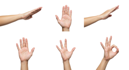 Multiple Human Hands Posing in Various Gestures on White Background.