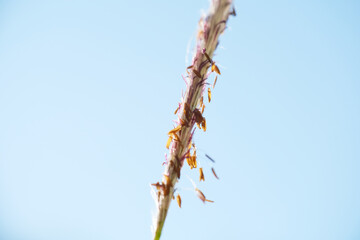 Macro shot of plant at the lawn. Chrysopogon aciculatus is a species of grass native to the tropics...