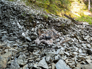 A Dead Deer at the Beginning of the Grootto, due to a Fall From the Top of the Cave