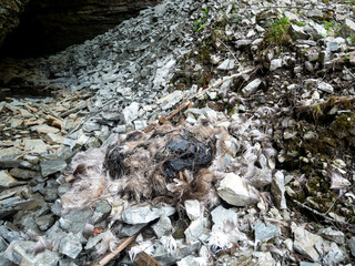 A Dead Deer at the Beginning of the Grootto, due to a Fall From the Top of the Cave