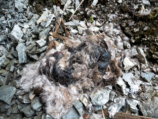 A Dead Deer at the Beginning of the Grootto, due to a Fall From the Top of the Cave