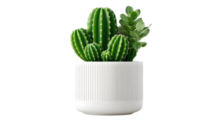 A vibrant green cactus and succulent mix in a modern white pot isolated on black