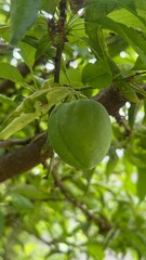 appel and tree
