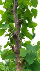 A close up photograph of a mature catalpa tree showcasing vibrant green leaves and young fruit.