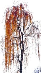 A graceful image of a weeping willow tree showcasing its autumn color against a white sky.