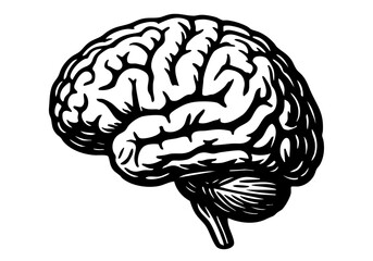 Human Brain