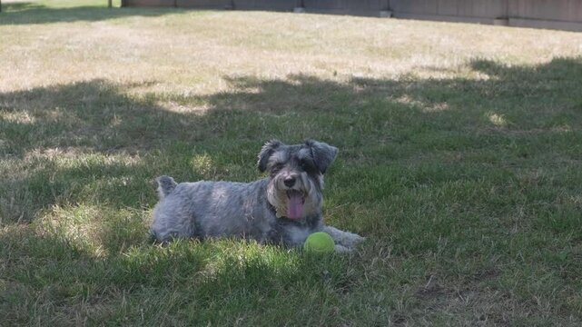 Dog mini shnauzer wants to play ball outdoor games